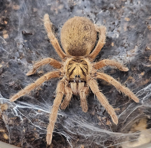 Neoholothele incei gold (Trinidad olive gold form)