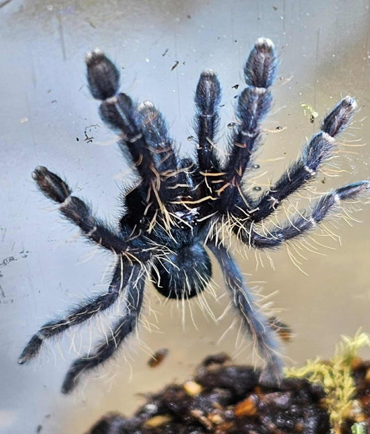 Phormingochilus sp 'Sabah Red' (Sabah Red Bat Eater)