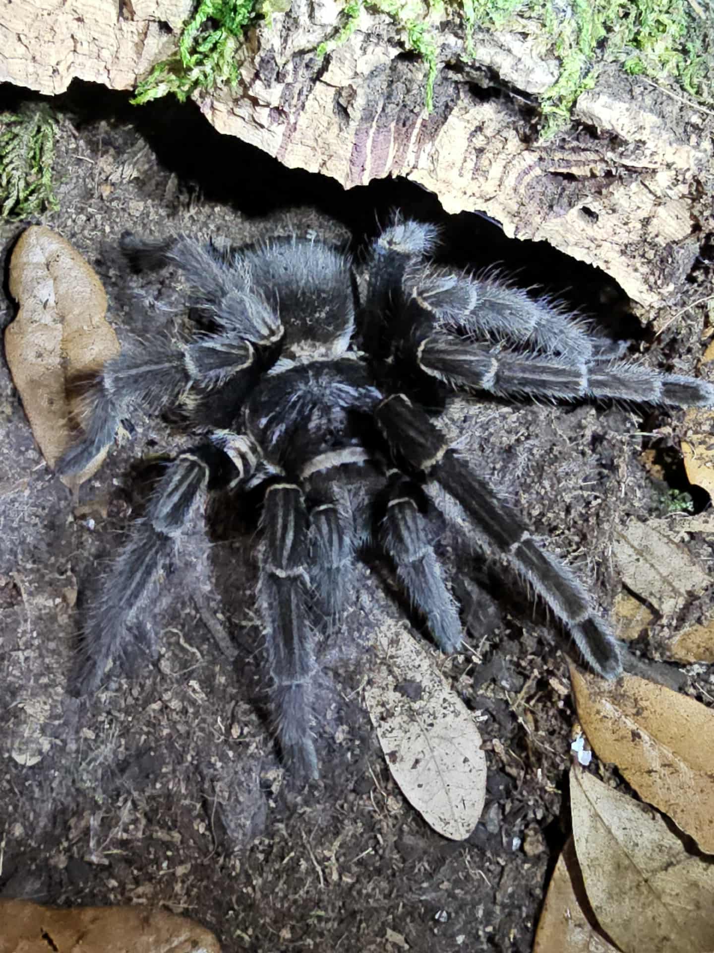 Phormictopus sp 'Dominican Purple'