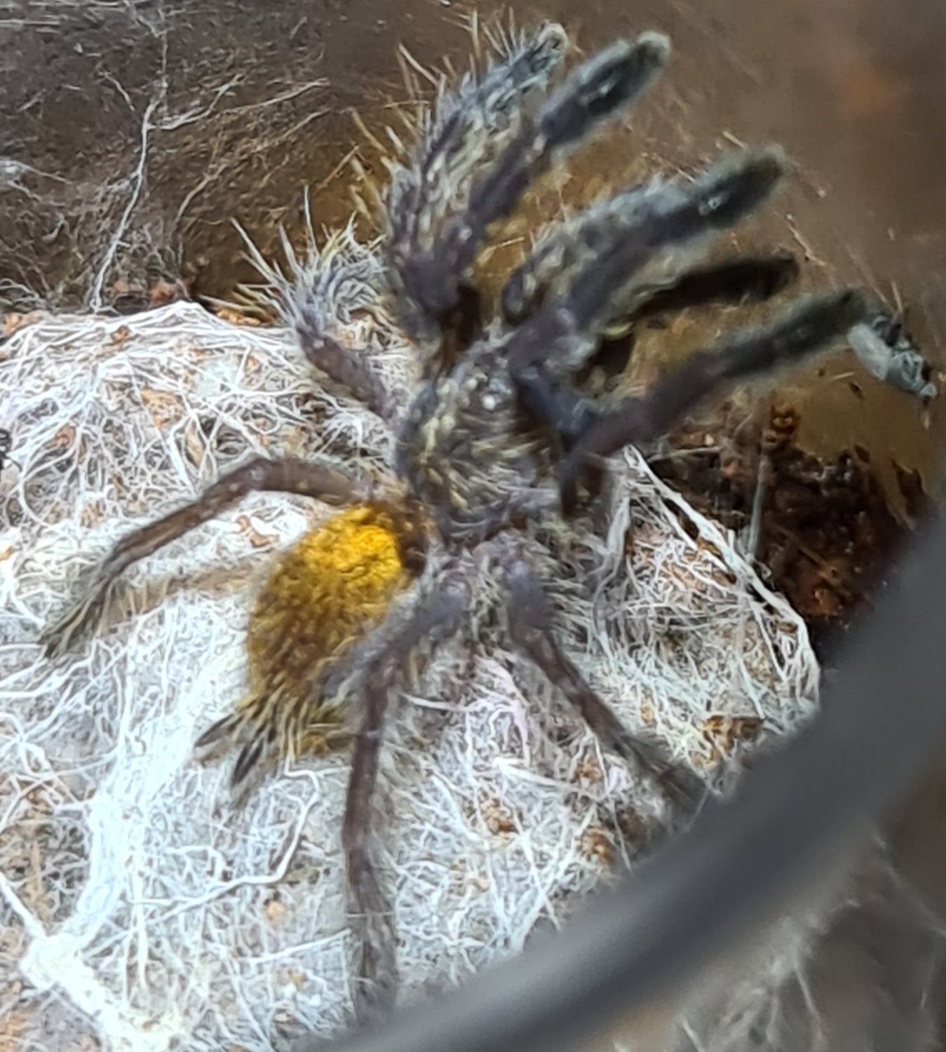 Pterinochilus murinus (OBT)