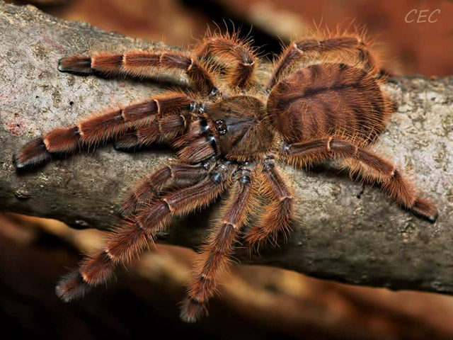 Aspinochilus rufus (Peach earth tiger)