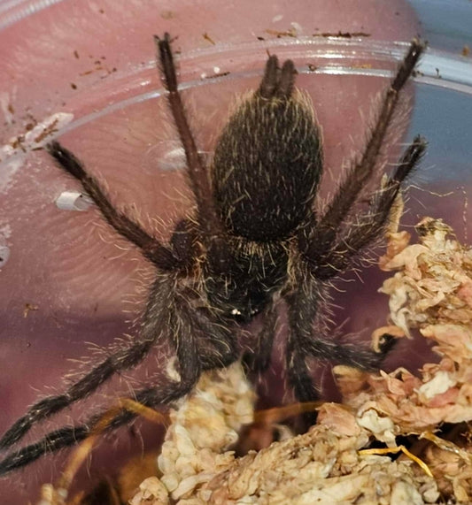 Chilobrachys huahini (Asian Fawn Tarantula)
