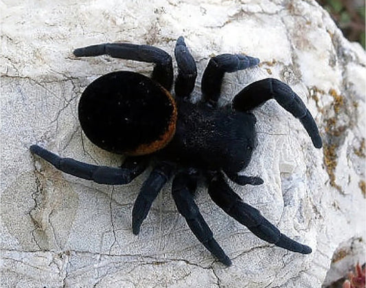 Eresus ruficapillus (Italian Ladybird spider)