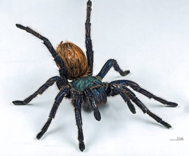 Chromatopelma cyaneopubescens (Green Bottle Blue)