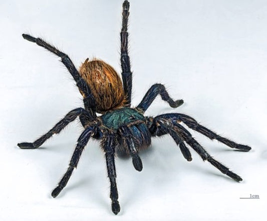 Chromatopelma cyaneopubescens (Green Bottle Blue)