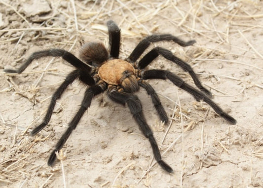 Aphonopelma hentzi (Texas brown)