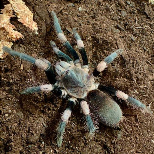 Haplocosmia himalayana (Himalayan earth tiger)