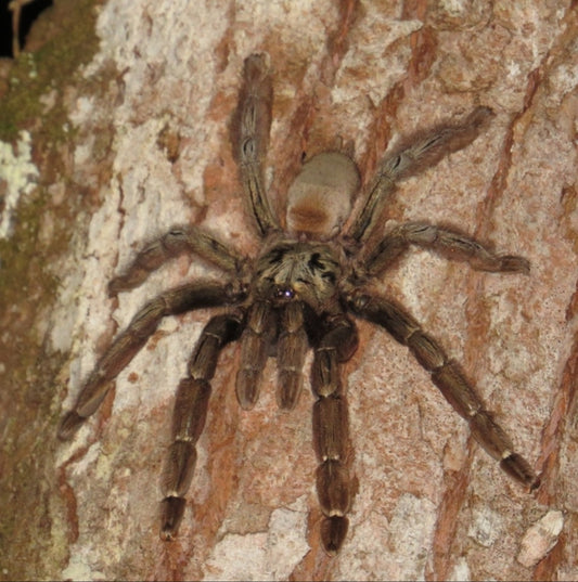 Psalmopoeus reduncus (Costa Rican orange mouth)