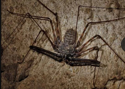 Tailess whip scorpion