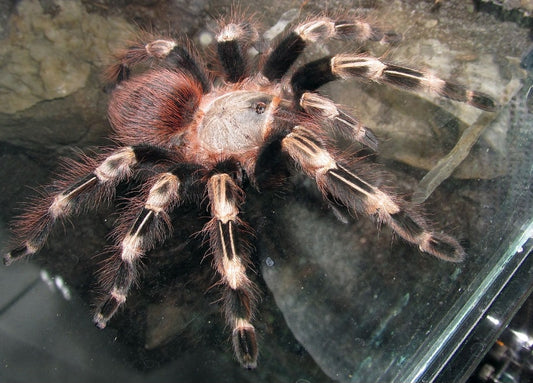 Vitalius chromatus (Brazilian red & white)