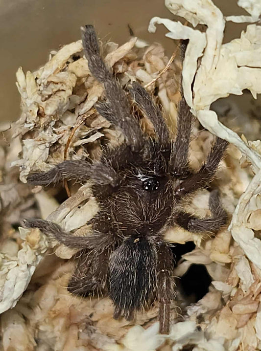 Cyriopagopus albostriatus (Thai Zebra)