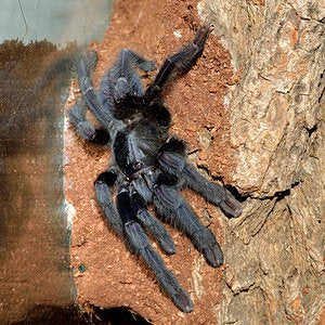 Phormingochilus arboricola (Borneo black)