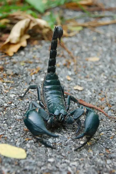 Heterometrus sp (Asian forest scorpion)