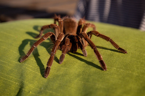 Theraphosa blondi (Goliath birdeater)