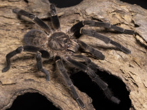 Cyriopagapus minax (Thai earth tiger)