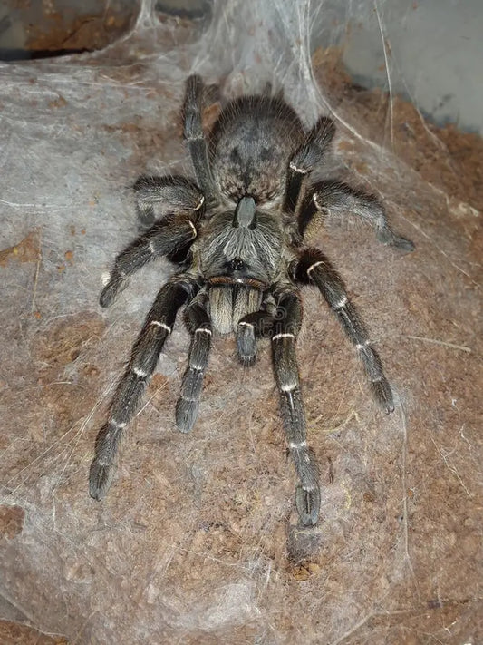 Ceratogyrus darlingi (Rear horned baboon)