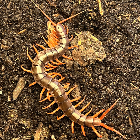 Scolopendra dehaani (Vietnamese centipede)