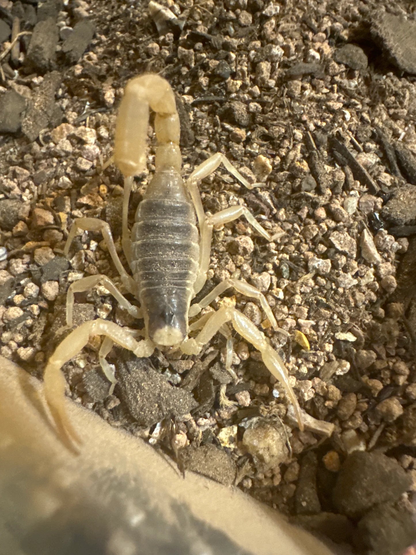 Hadrurus arizonensis (desert hairy scorpion)