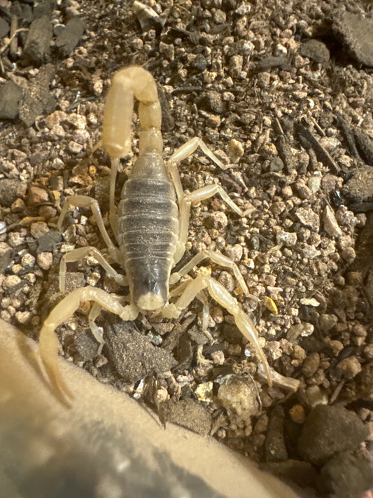 Hadrurus arizonensis (desert hairy scorpion)