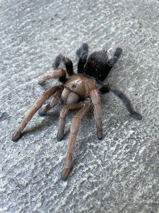 Aphonopelma sp. diamondback (Desert diamondback)