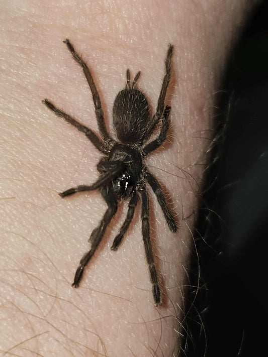 Chilobrachys dyscolus (Vietnam Blue)