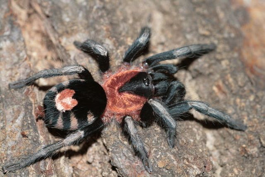 Cyriocosmus elegans (Trinidad dwarf tiger)