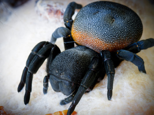 Eresus walckenaeri (Orange ring velvet Spider)