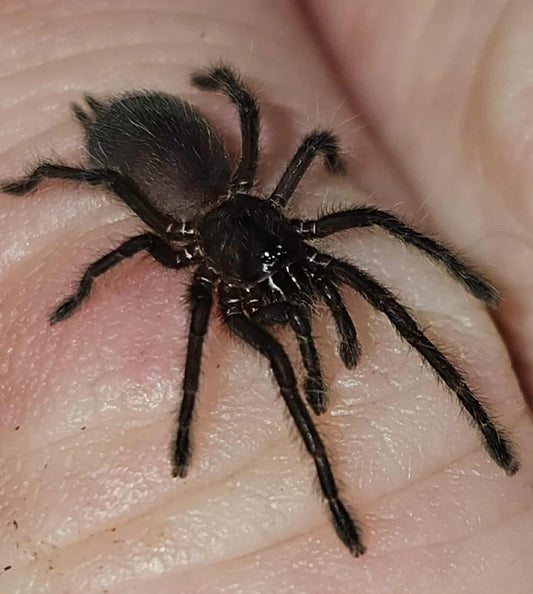 Chilobrachys fimbriatus (Indian Violet)