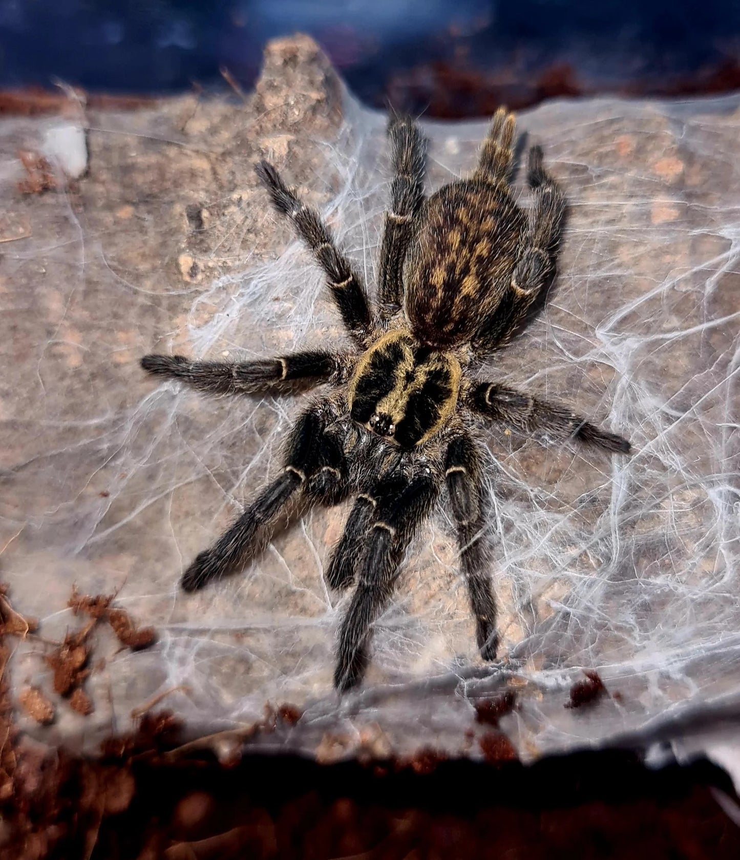 Heterothele gabonensis (Gabon blue dwarf)