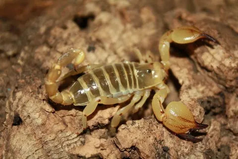 Scorpio maurus (Israeli gold)
