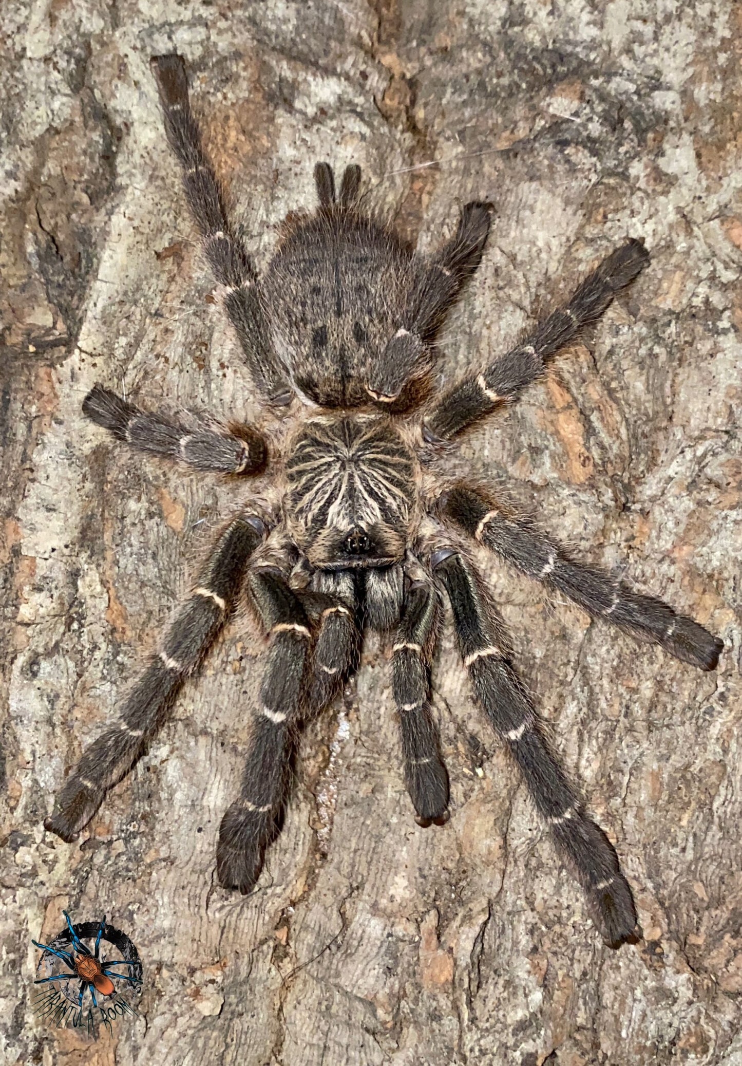 Pterinochilus murinus 'Kigoma' (Kigoma baboon)