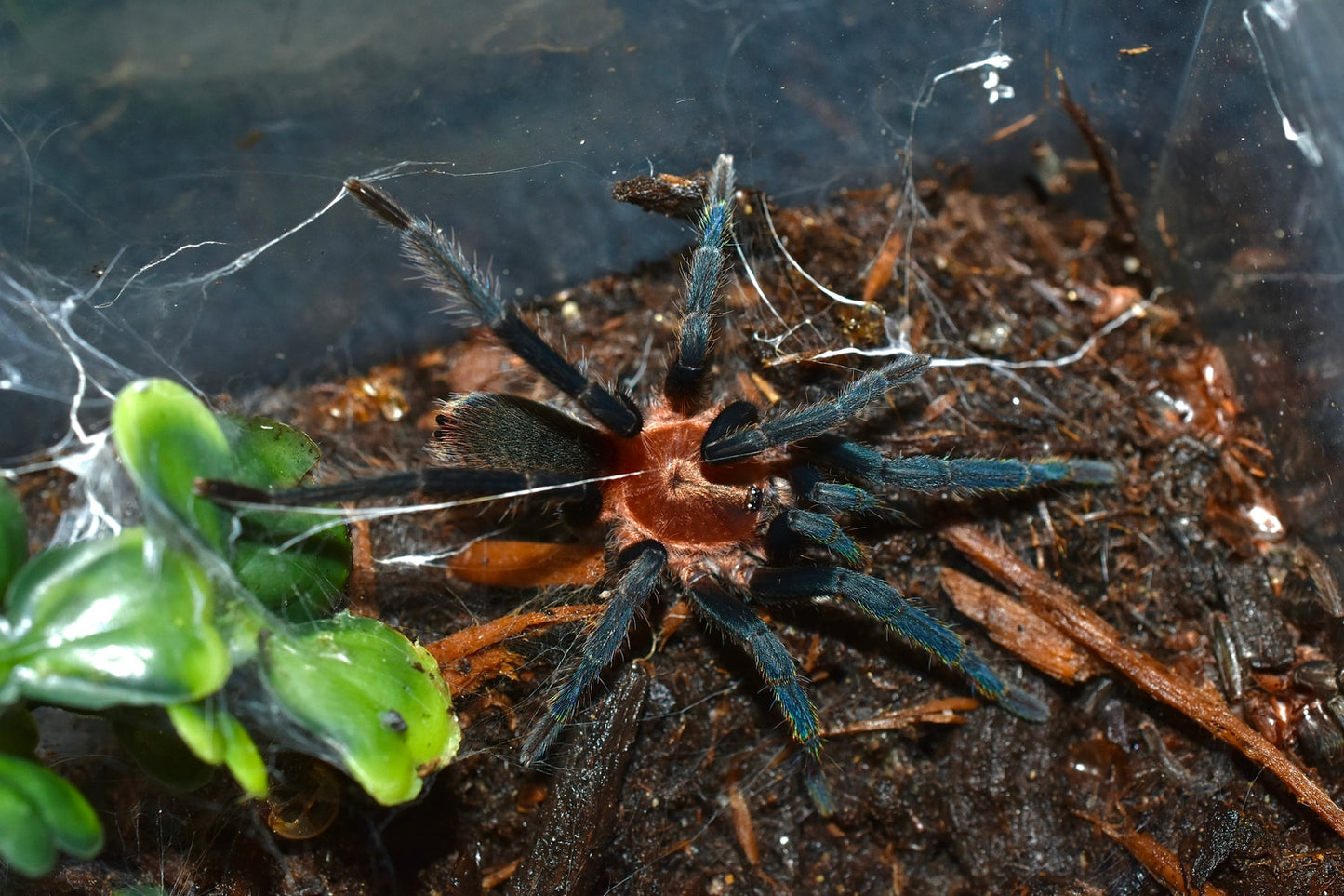 Holothele longipes (Trinidad Pink)
