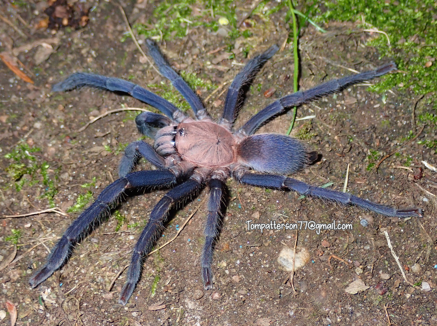 Orphnaecus sp 'Marinduque purple' (Marinduque purple)