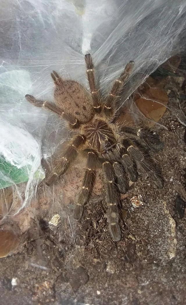 Pterinochilus murinus 'Mikumi' (Mikumi baboon)