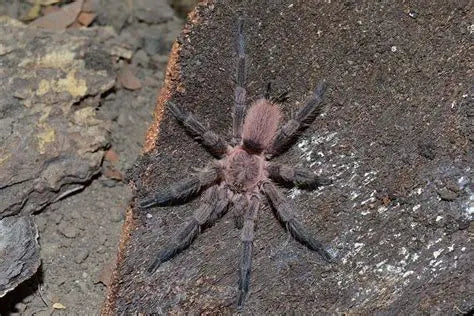 Dolichothele mineirum (Purple dwarf beauty)