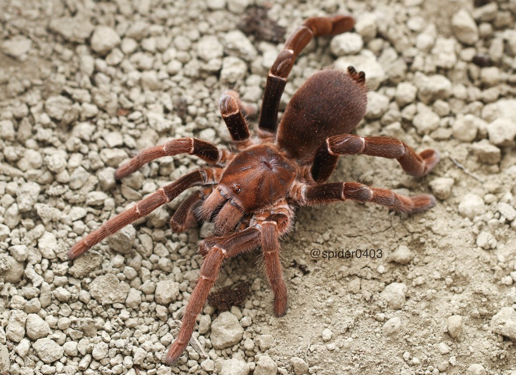 Pelinobius muticus (King baboon)