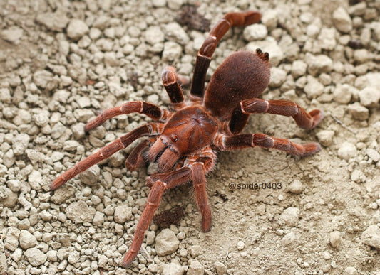Pelinobius muticus (King baboon)