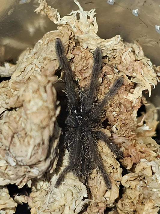 Cyriopagopus sp 'Nhen Dep' (Nhen Dep Earth Tiger)