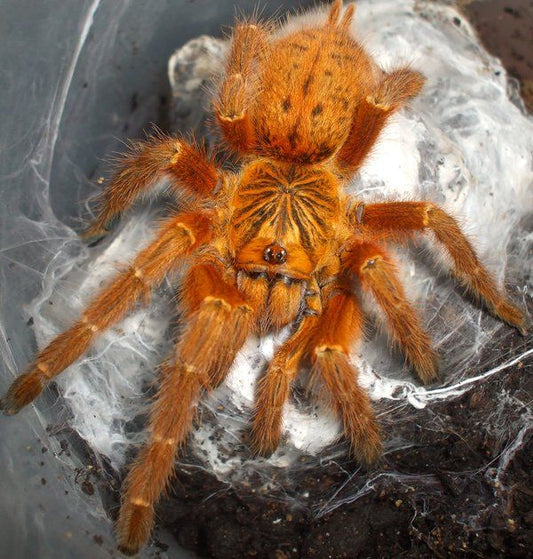 Pterinochilus murinus (OBT)