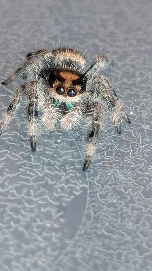 Phidippus regius-peach color
