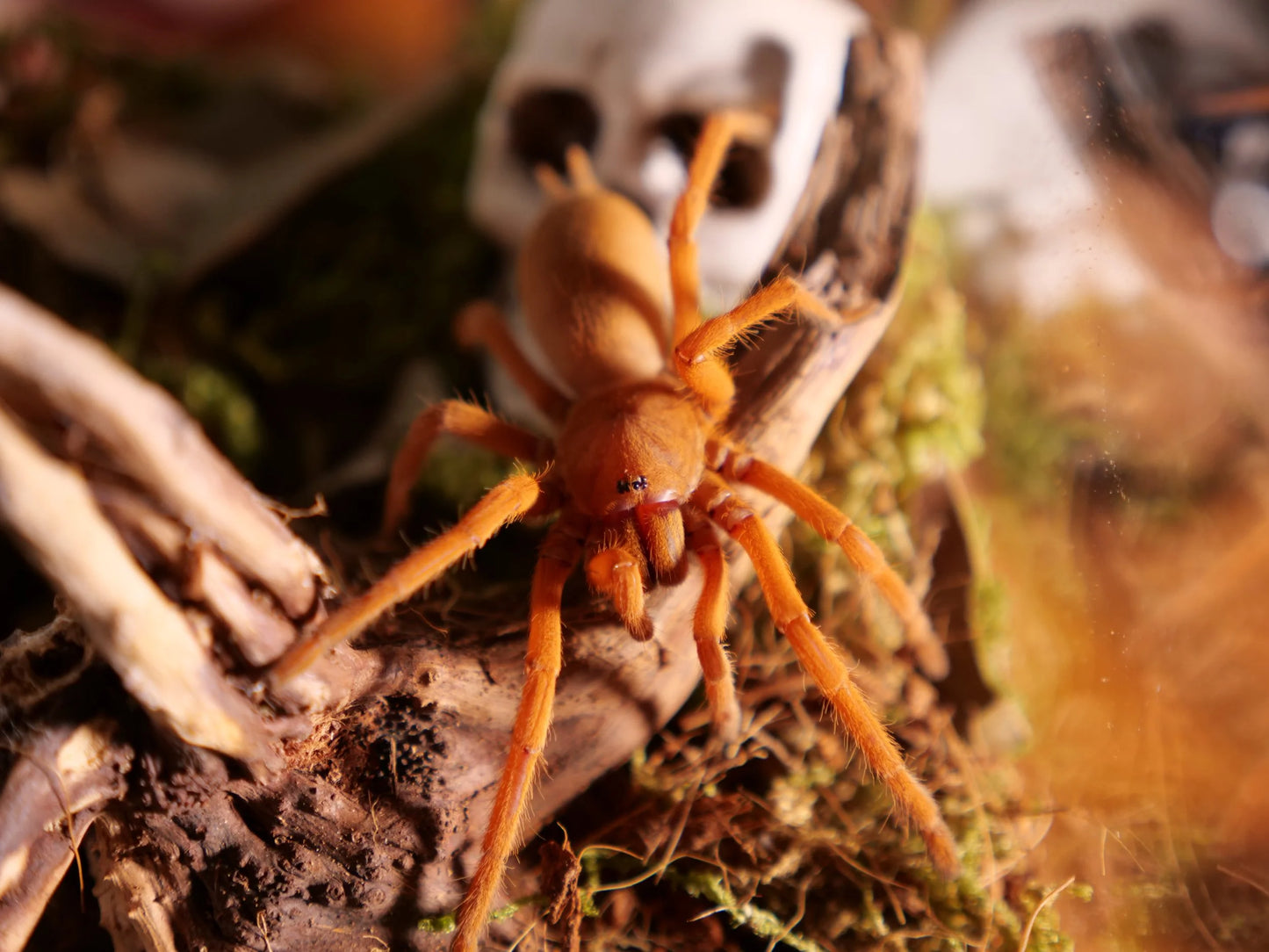 Selenobrachys philippinus (Philippine tangerine)