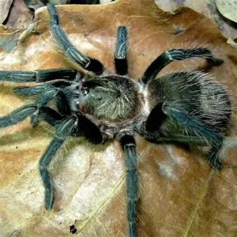 Ewok pruriens (Peruvian green velvet)