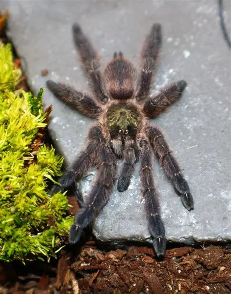 Tapinauchenius rasti (Caribbean diamond)