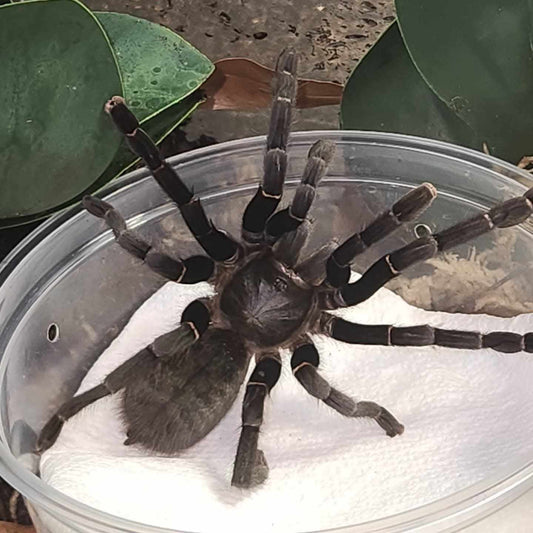 Ornithoctonus sp 'Uthai thani' (Dancing earth tiger)