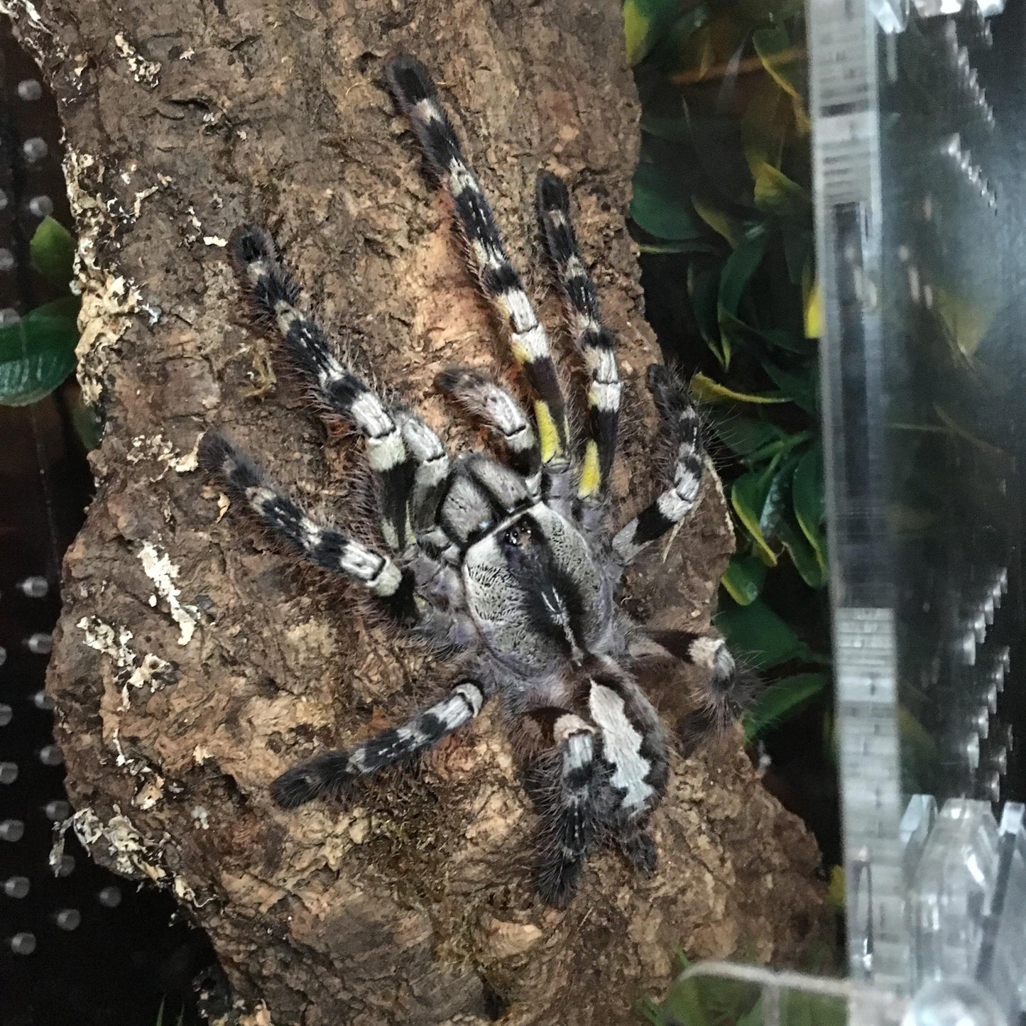 Poecilotheria regalis (Indian ornamental)