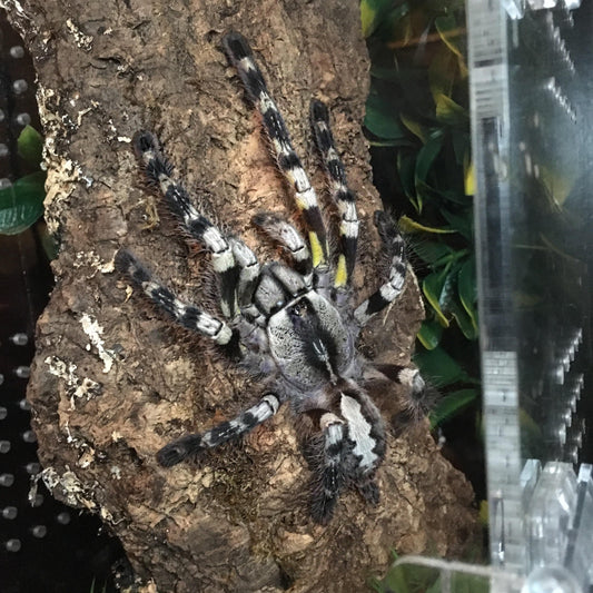 Poecilotheria regalis (Indian ornamental)