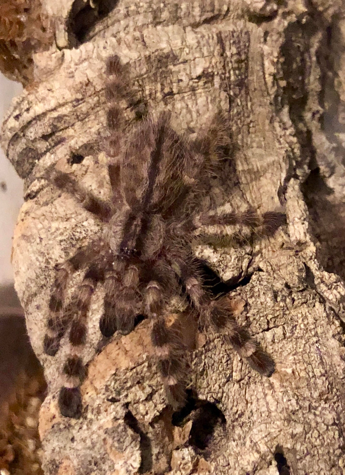 Poecilotheria regalis (Indian ornamental)