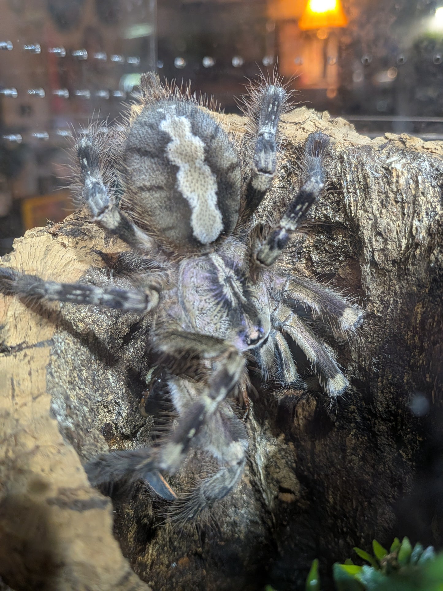 Poecilotheria Vittata (Ghost ornamental) NC SALES ONLY