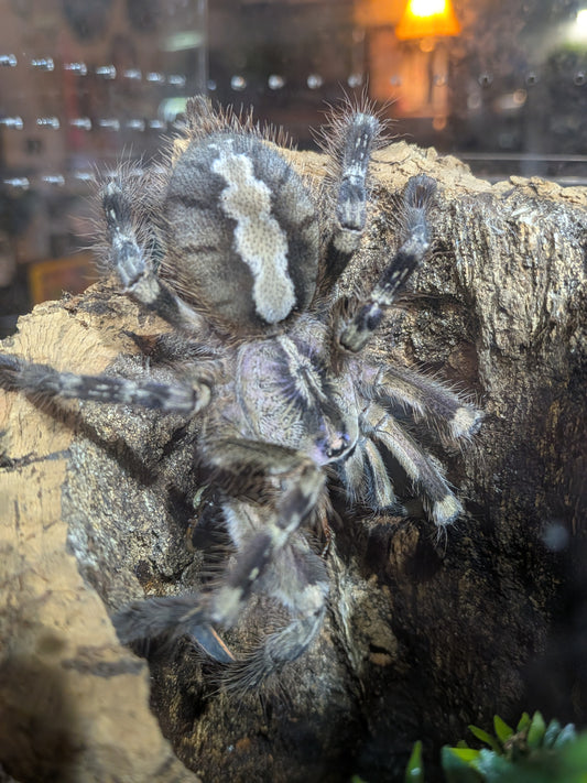 Poecilotheria vittata (Ghost ornamental) NC SALES ONLY