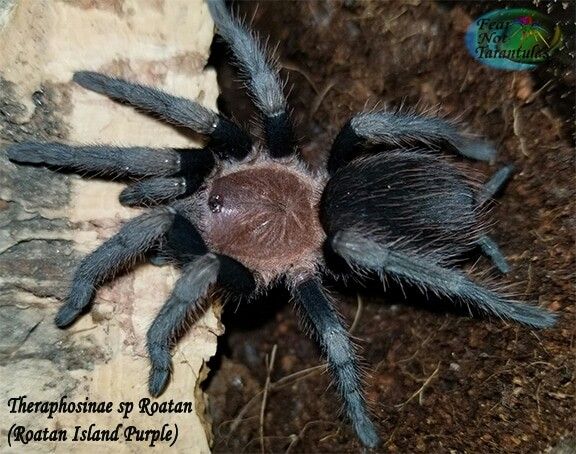 Theraphosinae sp Roatan (Roatan island purple)